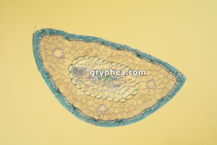 Feuille de Pin CT x25 - gryphea.com